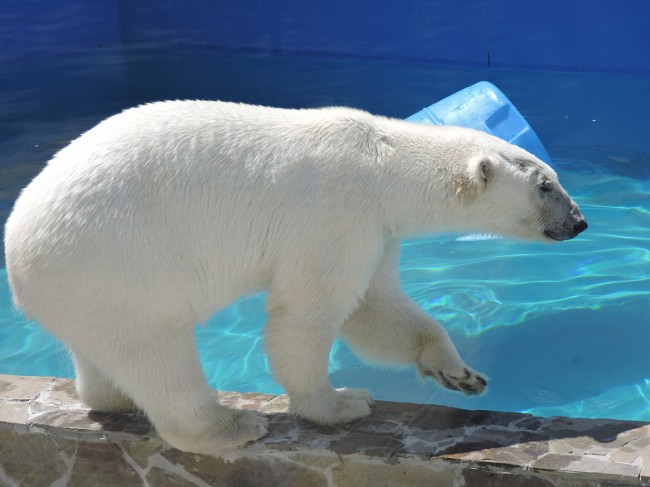 Ростовский зоопарк отпразднует шестой день рождения белой медведицы Кометы