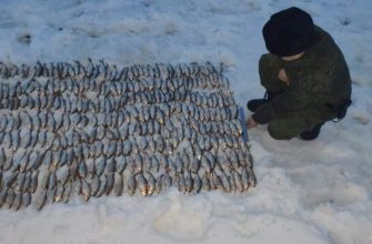 Донские браконьеры могут заплатить до двух млн. рублей за добычу редких пород рыбы