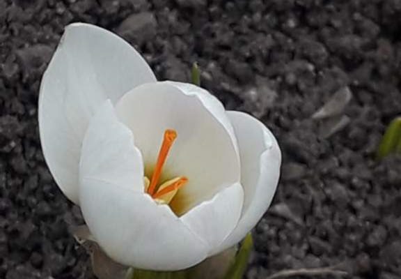 Самые первые весенние цветы расцвели в казачьей столице к 8 Марта