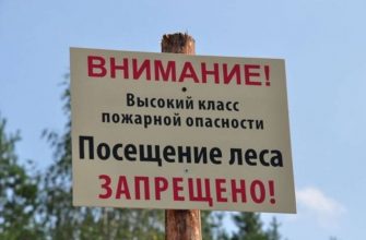 На Дону продлен режим ограничения пребывания граждан в лесах