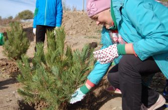 Акция «Живи, лес!» стартует в Ростовской области в первый день нового учебного года