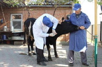 Ветеринарные обработки - в помощь сельскому хозяйству Дона