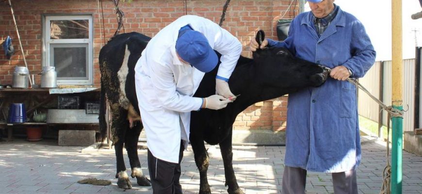 Ветеринарные обработки - в помощь сельскому хозяйству Дона
