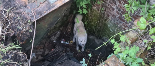 В Новочеркасске спасатели спасли собаку, упавшую в колодец