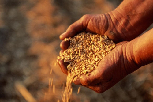 Урожай зерновых на Дону составил почти 13 млн тонн