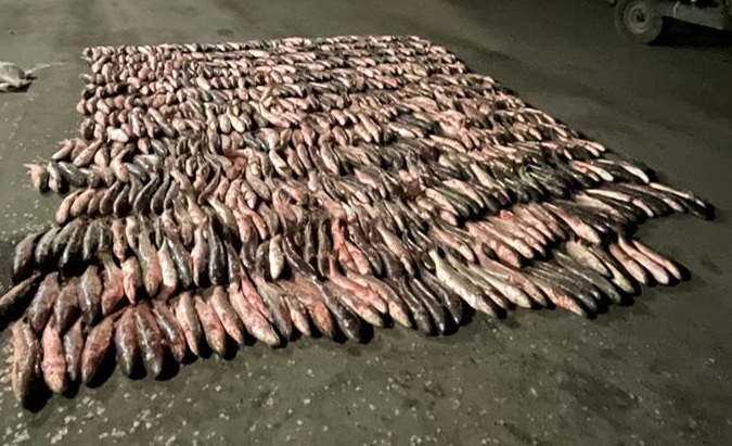 В Таганрогском заливе браконьеры наловили 800 особей пеленгаса