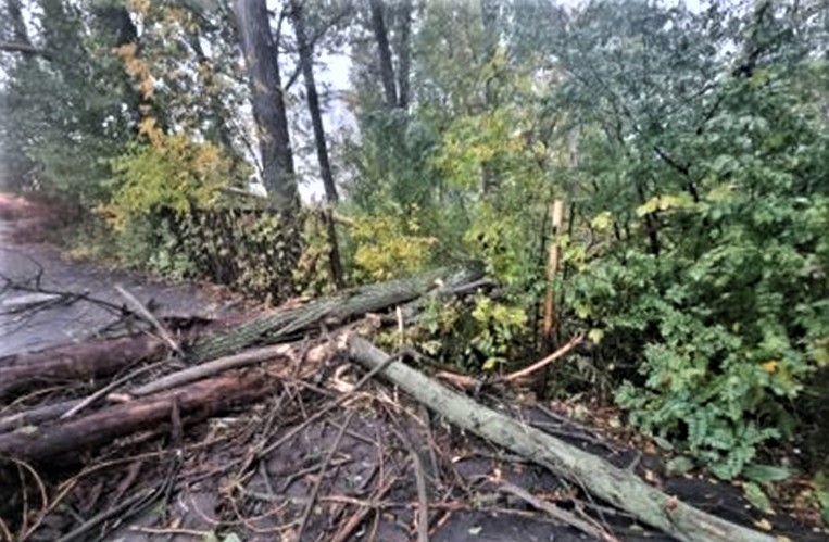 В Ростовской области возбудили дело после гибели в Гуково женщины от упавшего дерева