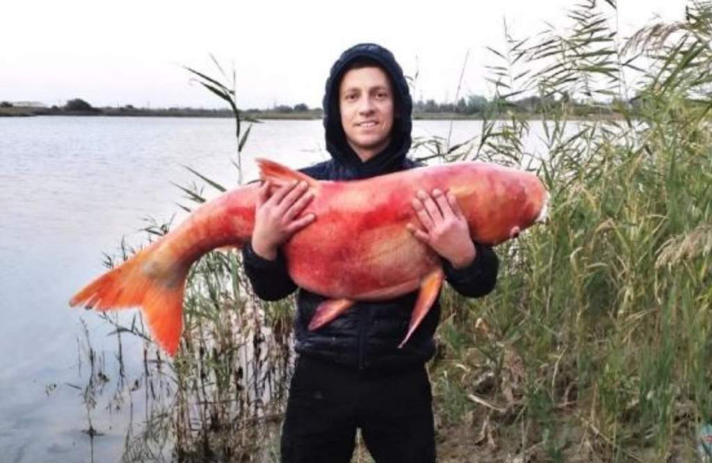В Ростовской области поймали 34-килограммового толстолоба-альбиноса