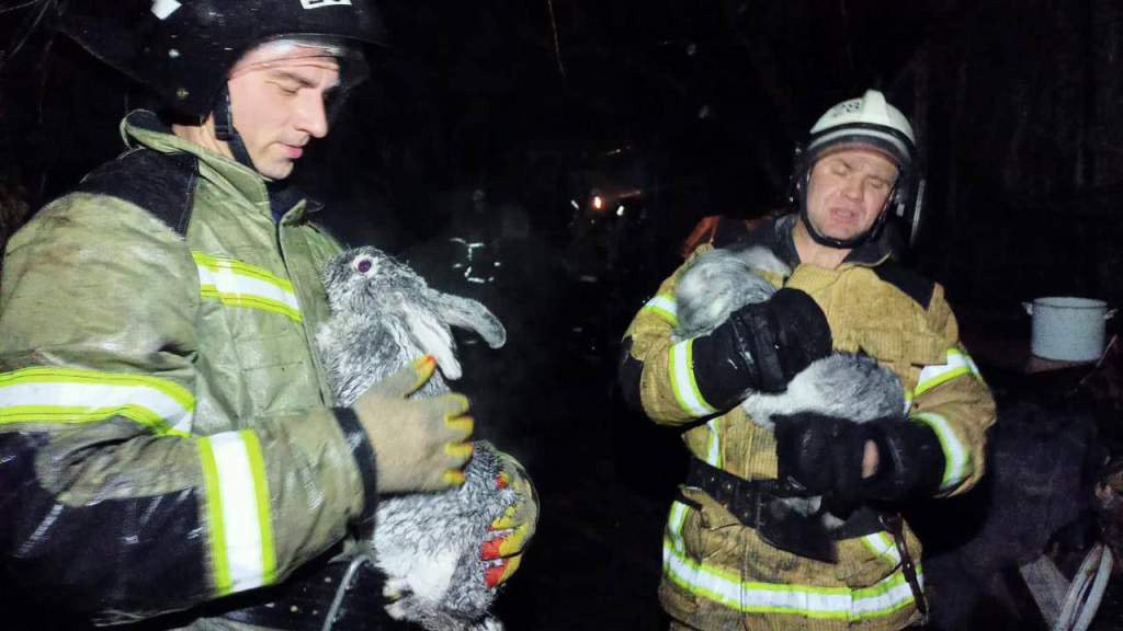 Пожарные в Новочеркасске спасли крольчиху и всю её семью