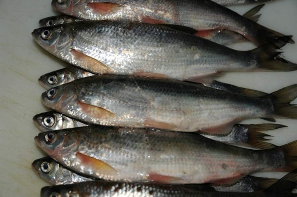 Популяция шемаи в Дону восстановлена, рыба из Красной книги исключена