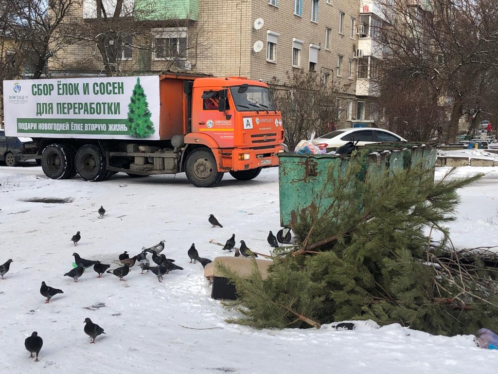 В Новочеркасске объявили акцию по сбору новогодних ёлок