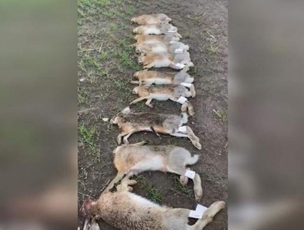 В Ростовской области возбуждено уголовное дело по факту массовой гибели зайцев