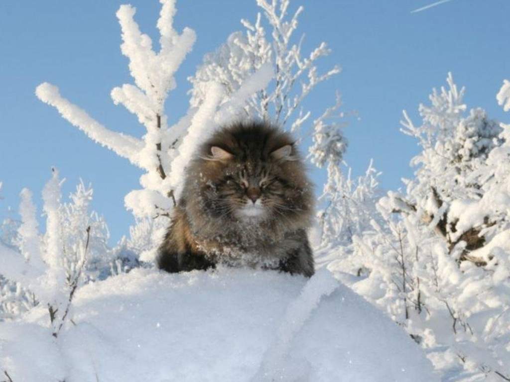 Усиление мороза ждет жителей Новочеркасска 10 января
