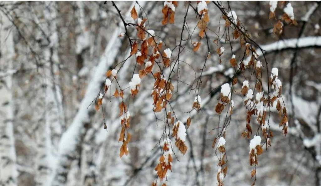 Метеоролог Елена Назарова сообщила о перепадах в Ростовской области температур до 22 градусов в марте