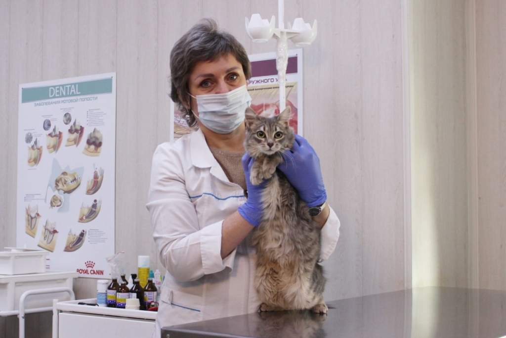 В Новочеркасске на следующей неделе пройдет день льготной стерилизации котов и кошек