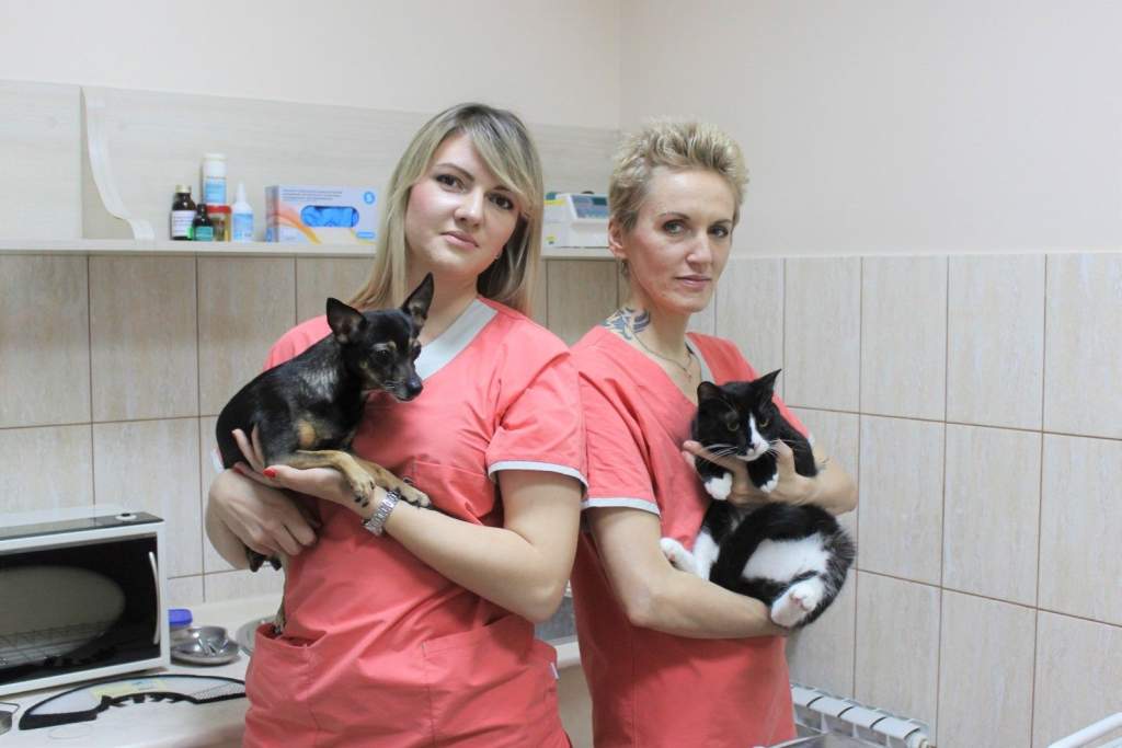 В Новочеркасске 29 июня пройдет день льготной стерилизации животных