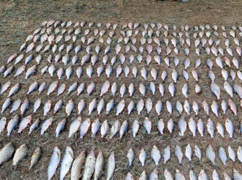В Ростовской области браконьер выловил рыбы на 212 тысяч рублей