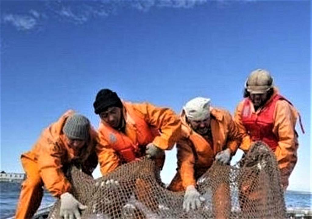 Квоты Украины на креветки Азовского моря передали рыбакам Ростовской области