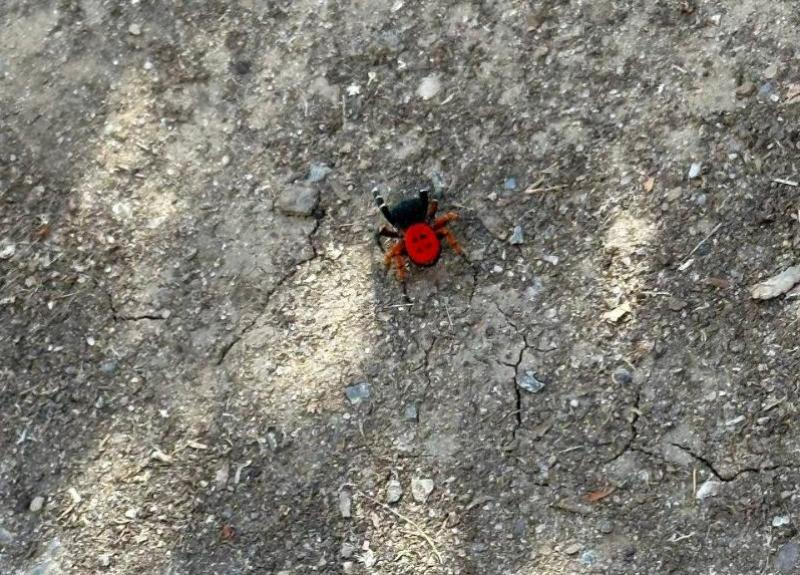 Опасный красный паук замечен в Ростовской области