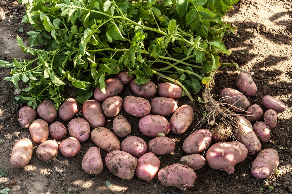Урожай картофеля в Ростовской области в этом году снизился