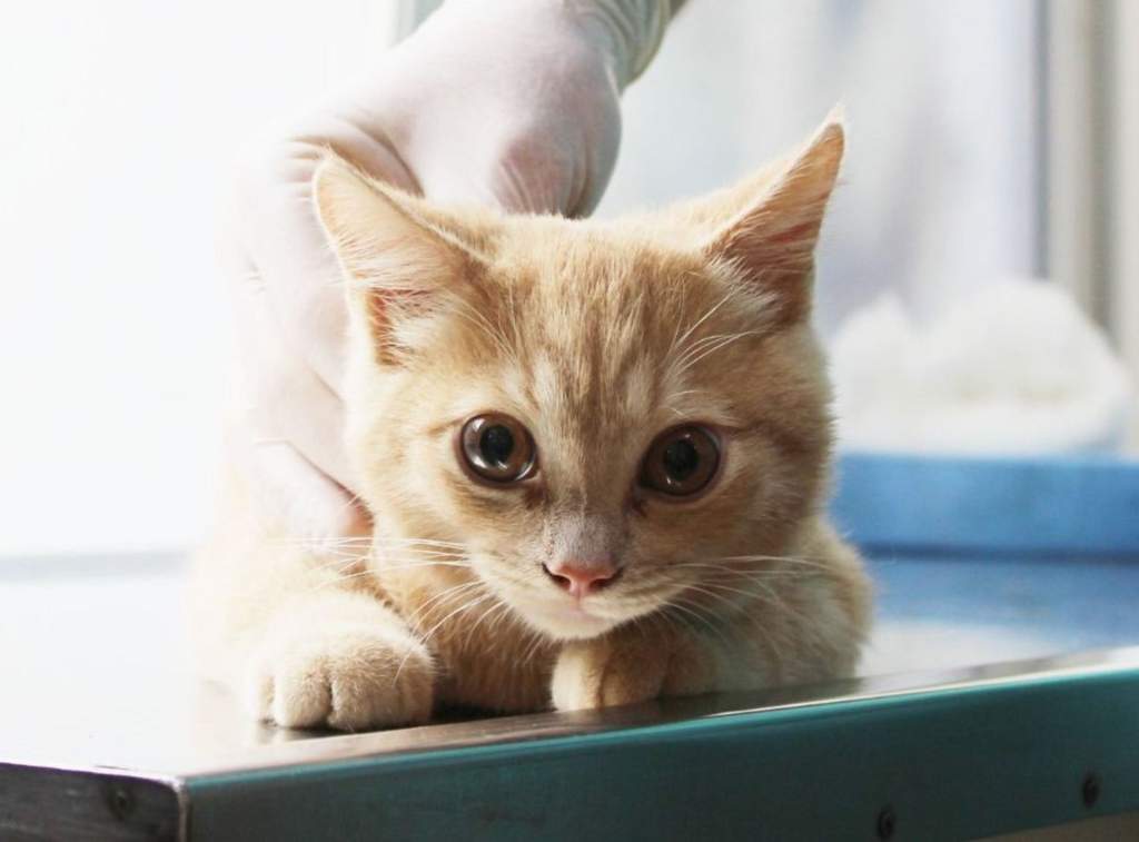Пять способов кошачьего «спасибо» Как кошки благодарят своих хозяев: 5  способов кошачьего «спасибо» | Новочеркасские ведомости