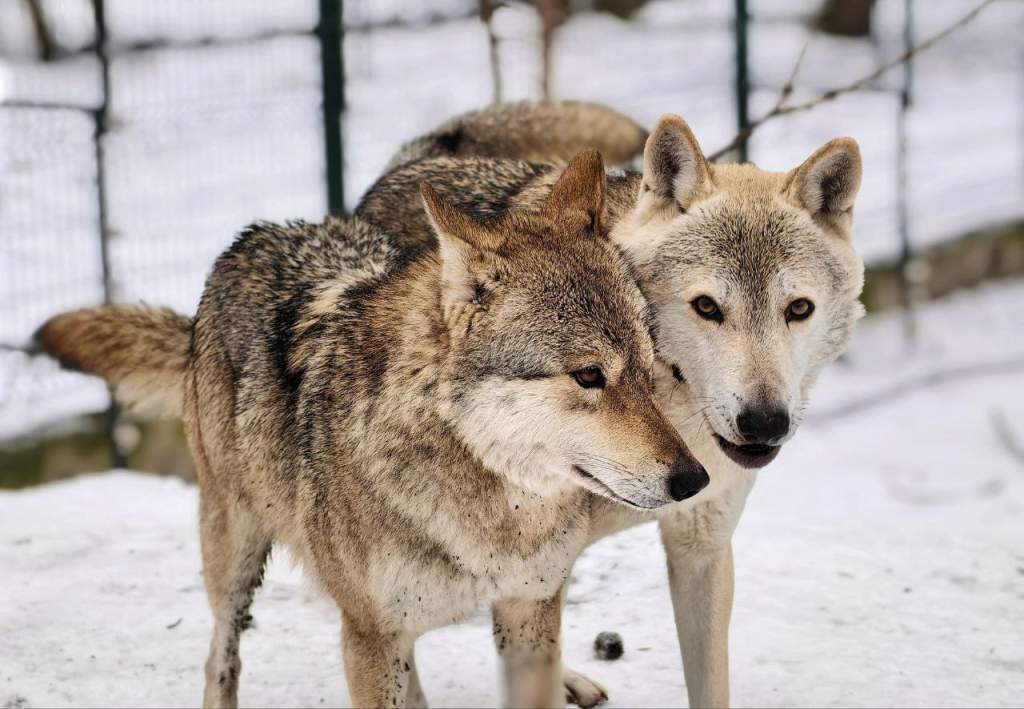 В Ростовской области сообщили о нашествии опасных волков с Украины